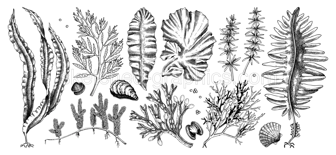 Hand-drawn sea vegetables - kelp, kombu, wakame, hijiki, nori, umi budo drawings. Edible seaweed sketches collection isolated on white background. Underwater algae vector. Healthy food illustration Illustration
